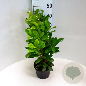 Prunus l. 'Novita' 40-60 cm 3,0L