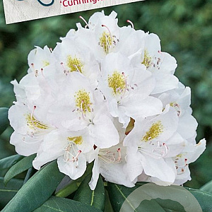 Rhododendron 'Cunningham's White' 70-80 cm 40L