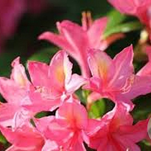 Rhododendron (AV) 'Jolie Madame' 60-70 cm 20L