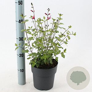 Salvia micr. 'Hot Lips' 20-25 cm 2,0L