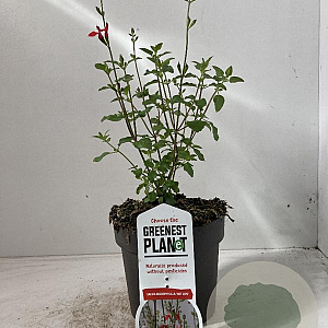 Salvia micr. 'Hot Lips' 20-25 cm 2,0L