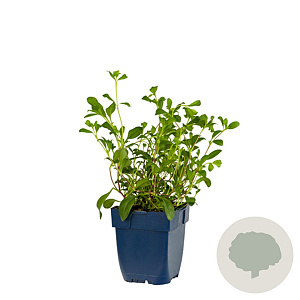 Saponaria ocymoides GM  P11