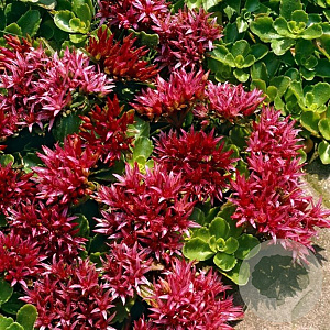Sedum spurium Spot On Red GM  P11