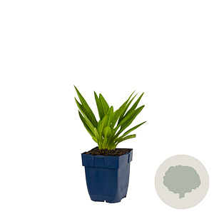 Stokesia laevis GM  P11