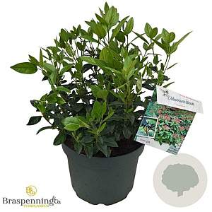Viburnum tin. 'Eve Price' 40-50 cm 10L