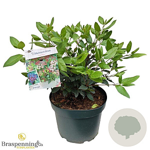 Viburnum tin. 'Gwenllian' 40-50 cm 10L