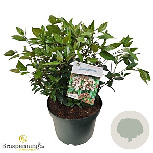 Viburnum tin. Spirit 40-50 cm 10L