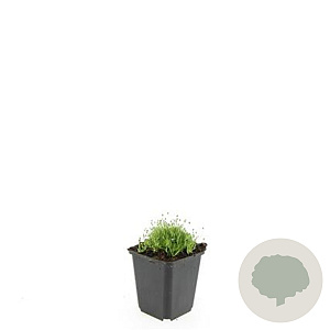 Sagina subulata GM P9