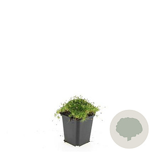 Sagina subulata GM P9