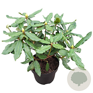 Rhododendron 'Hachmann's Feuerschein' 30-40 cm 5,0L struik