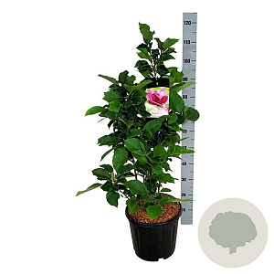 Magnolia 'Genie' 80-100 cm 15L