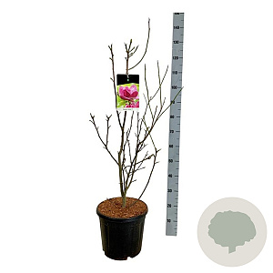 Magnolia 'Genie' 80-100 cm 15L