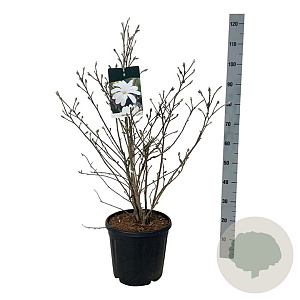 Magnolia stellata 80-100 cm 15L