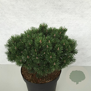 Pinus mugo 'Mops' 25-30 cm 7,5L