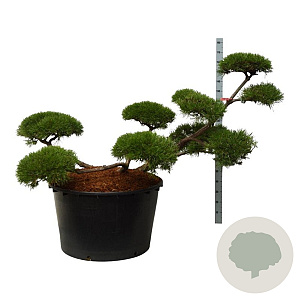 Pinus mugo 150-175 cm cont. 285L bonsai