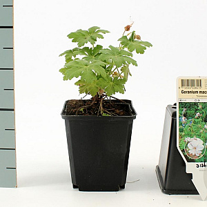 Geranium macr. 'Spessart' GM P9