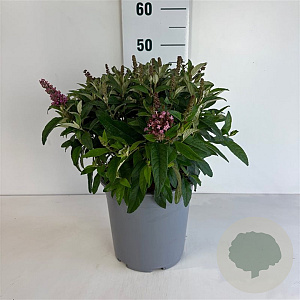 Buddleja d. B. Candy Little Pink 30-40 cm 6,5L