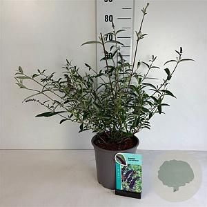 Buddleja d. 'Black Knight' 40-50 cm 6,5L
