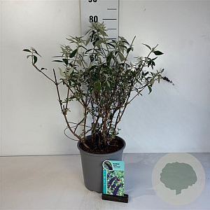 Buddleja d. 'Black Knight' 40-50 cm 6,5L