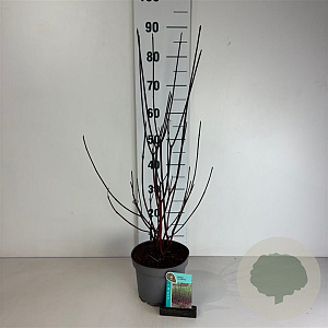 Cornus alba 'Kesselringii' 60-80 cm 35L
