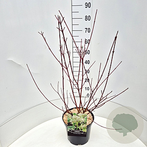 Cornus alba 'Sibirica Variegata' 60-80 cm 10L