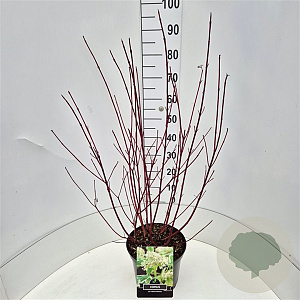 Cornus alba 'Sibirica Variegata' 60-80 cm 10L