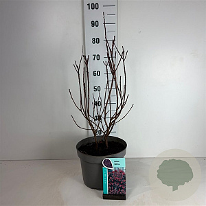 Cotinus cog. 'Royal Purple' 50-60 cm 10L