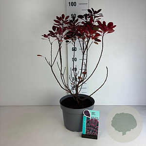 Cotinus cog. 'Royal Purple' 50-60 cm 10L