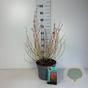 Cornus sang. 'Midwinter Fire' 60-80 cm 10L