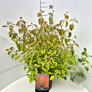 Cornus sang. 'Midwinter Fire' 60-80 cm 10L