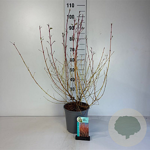 Cornus sang. 'Midwinter Fire' 60-80 cm cont. 65L