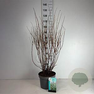 Deutzia scabra 'Plena' 80-100 cm 10L