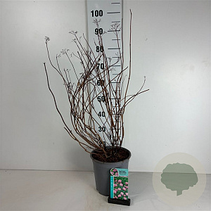 Hydrangea a. 'Pink Percussion' 50-60 cm 6,5L