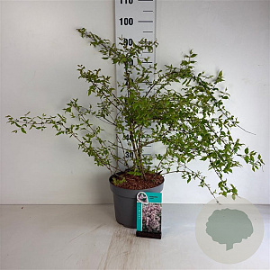 Kolkwitzia amabilis 80-100 cm 10L