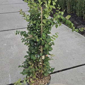 Kolkwitzia amabilis 80-100 cm 10L