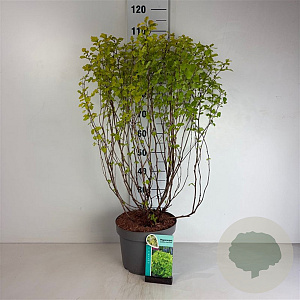 Physocarpus opulif. 'Dart's Gold' 80-100 cm 10L
