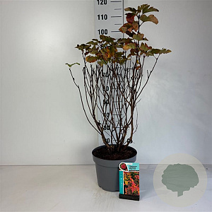 Physocarpus opulif. Magic Ball 50-60 cm 10L