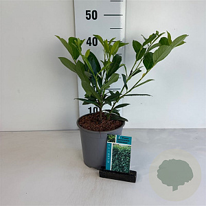 Prunus l. 'Caucasica' 30-40 cm 25L