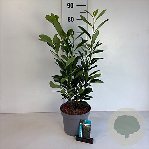Prunus l. Elly 40-50 cm 5,0L