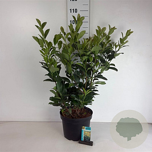 Prunus l. Etna 60-80 cm 10L