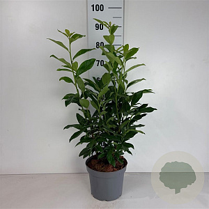 Prunus lusitanica 'Brenelia' 40-50 cm 5,0L