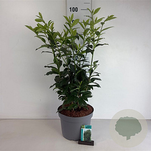 Prunus lusitanica 'Brenelia' 60-80 cm 10L