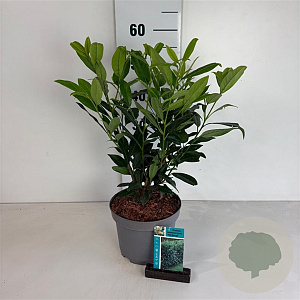 Prunus l. 'Herbergii' 30-40 cm 3,5L
