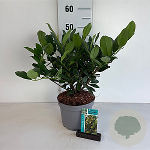 Prunus l. 'Mano' 20-30 cm 3,5L