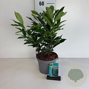 Prunus l. 'Reynvaanii' 30-40 cm 3,5L