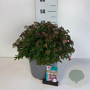 Spiraea jap. 'Rick Star' 50-60 cm 10L