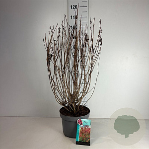 Weigela 'Bristol Ruby' 60-80 cm 10L