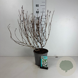 Weigela 'Candida' 60-80 cm cont. 65L