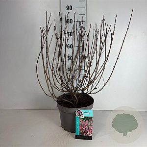 Weigela florida 'Foliis Purpureis' 40-50 cm 10L