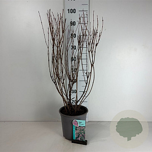 Weigela 'Nana Variegata' 50-60 cm 6,5L